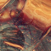 Copper Apparatus