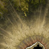 Forest Floor
