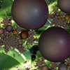 Grapes