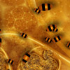 Honeycomb