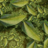 Vegetable